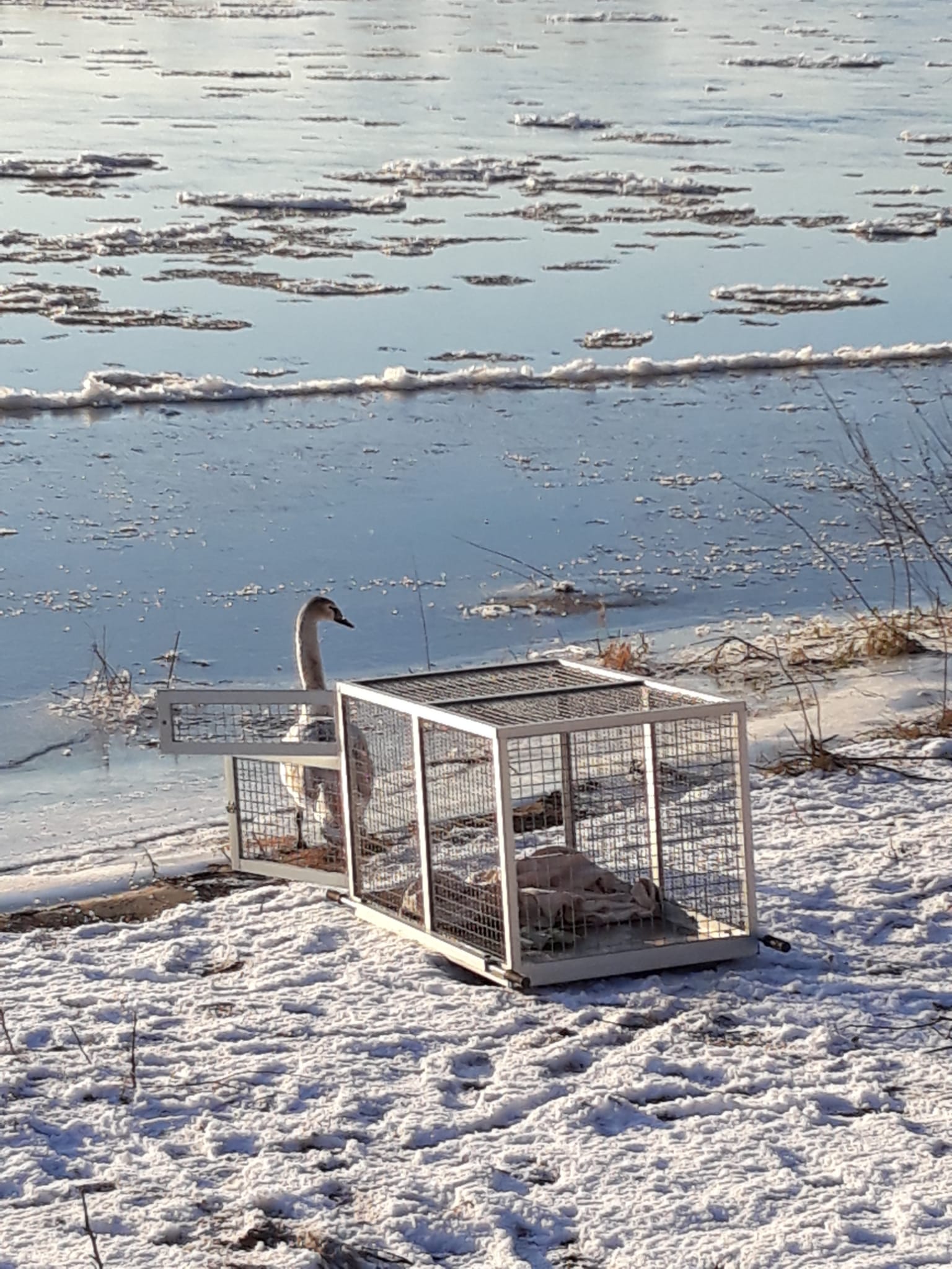 Łabędź wypuszczony na wolność